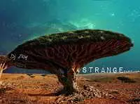 Dj Zloy - Strange part.14 : Podcast Mix Dj Zloy - Strange part.14 : Podcast Mix торрент