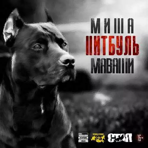 Миша Маваши - Питбуль Миша Маваши - Питбуль торрент