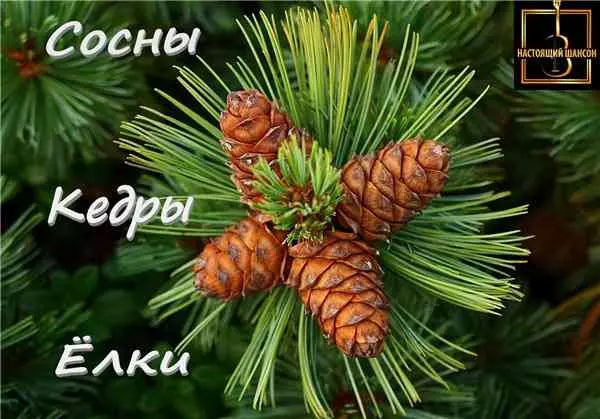 Шансон «Сосны, кедры, ёлки» музыку скачать Шансон «Сосны, кедры, ёлки» музыку торрент